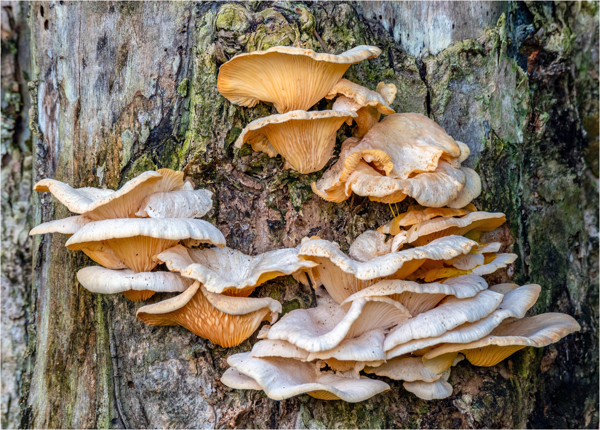 Roditski Gregory Fungus Among Us Nature   Ornithological   Class A 20260225